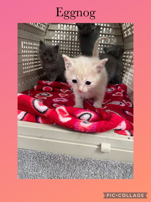 LOUISE THREE- EGGNOG - Domestic Short Hair available for adoption