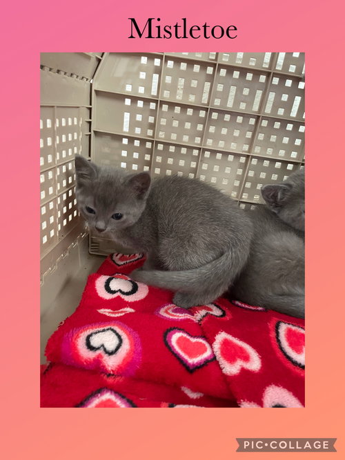 LOUISE FOUR- MISTLETOE - Domestic Short Hair available for adoption