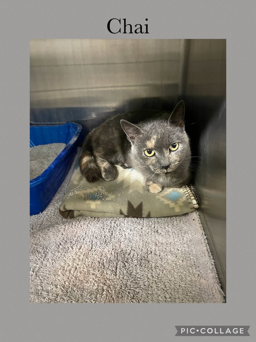 CHAI - Domestic Short Hair available for adoption