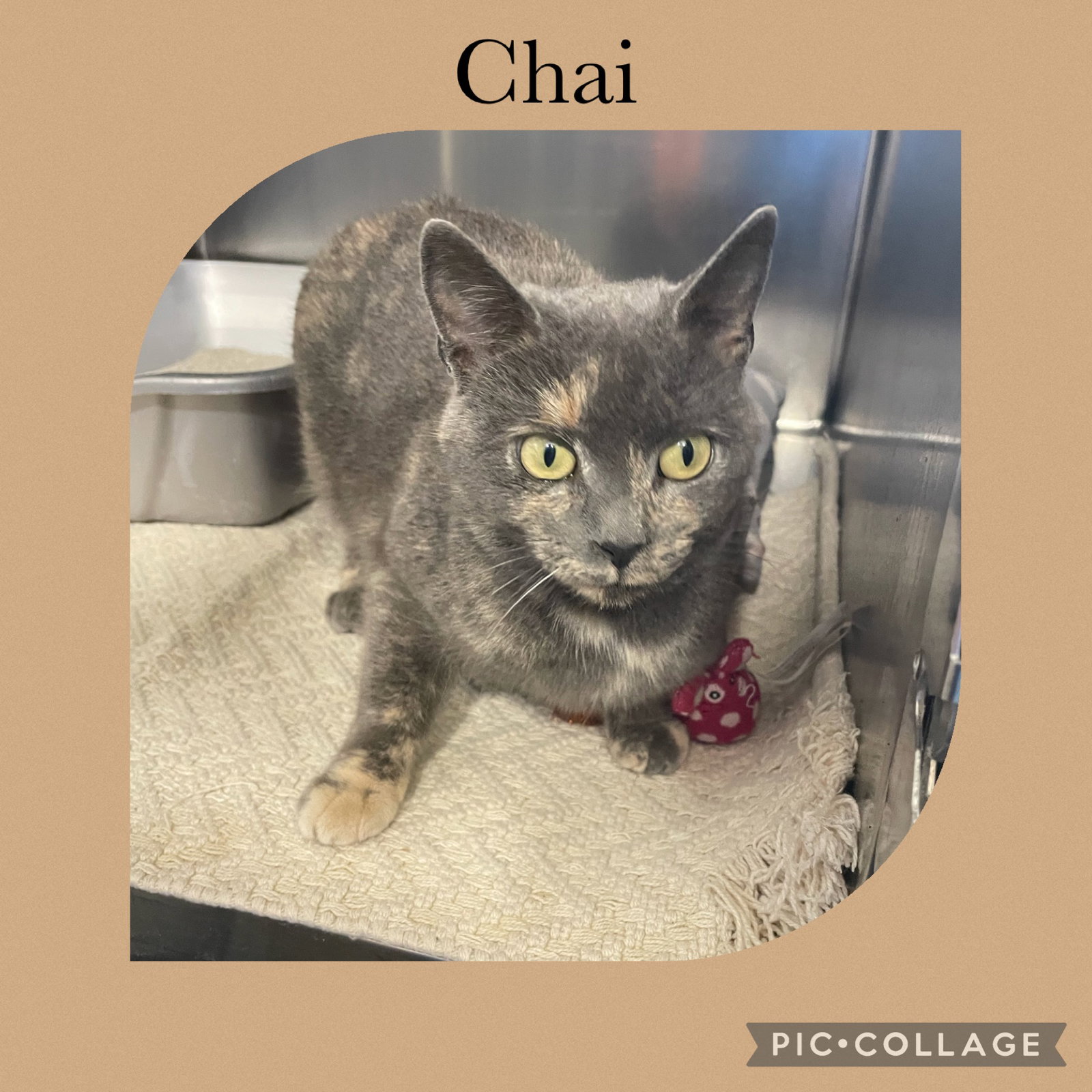 Chai Image