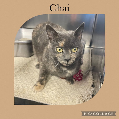 CHAI - Domestic Short Hair available for adoption