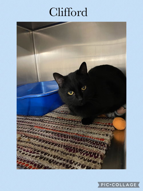 CLIFFORD - Domestic Short Hair available for adoption