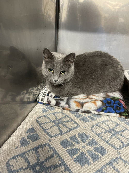SMOKEY - Domestic Short Hair available for adoption