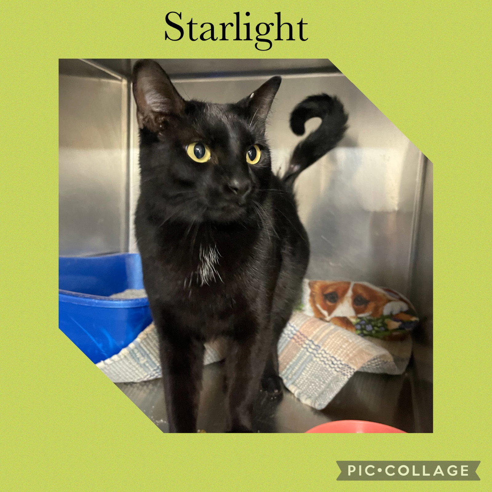 Starlight Image