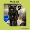 Starlight - Photo 1