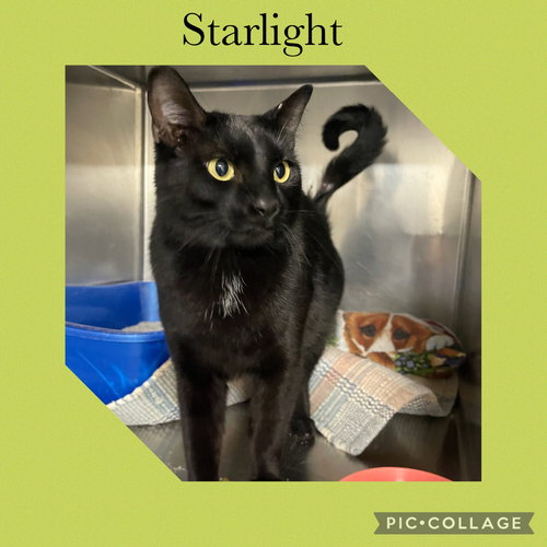 STARLIGHT - Domestic Short Hair available for adoption