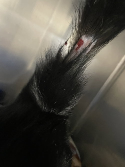 STARLIGHT - Domestic Short Hair available for adoption