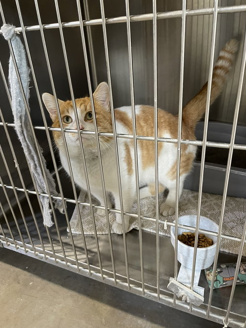 picture of the cat needing adoption