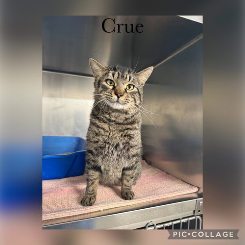 picture of the cat needing adoption