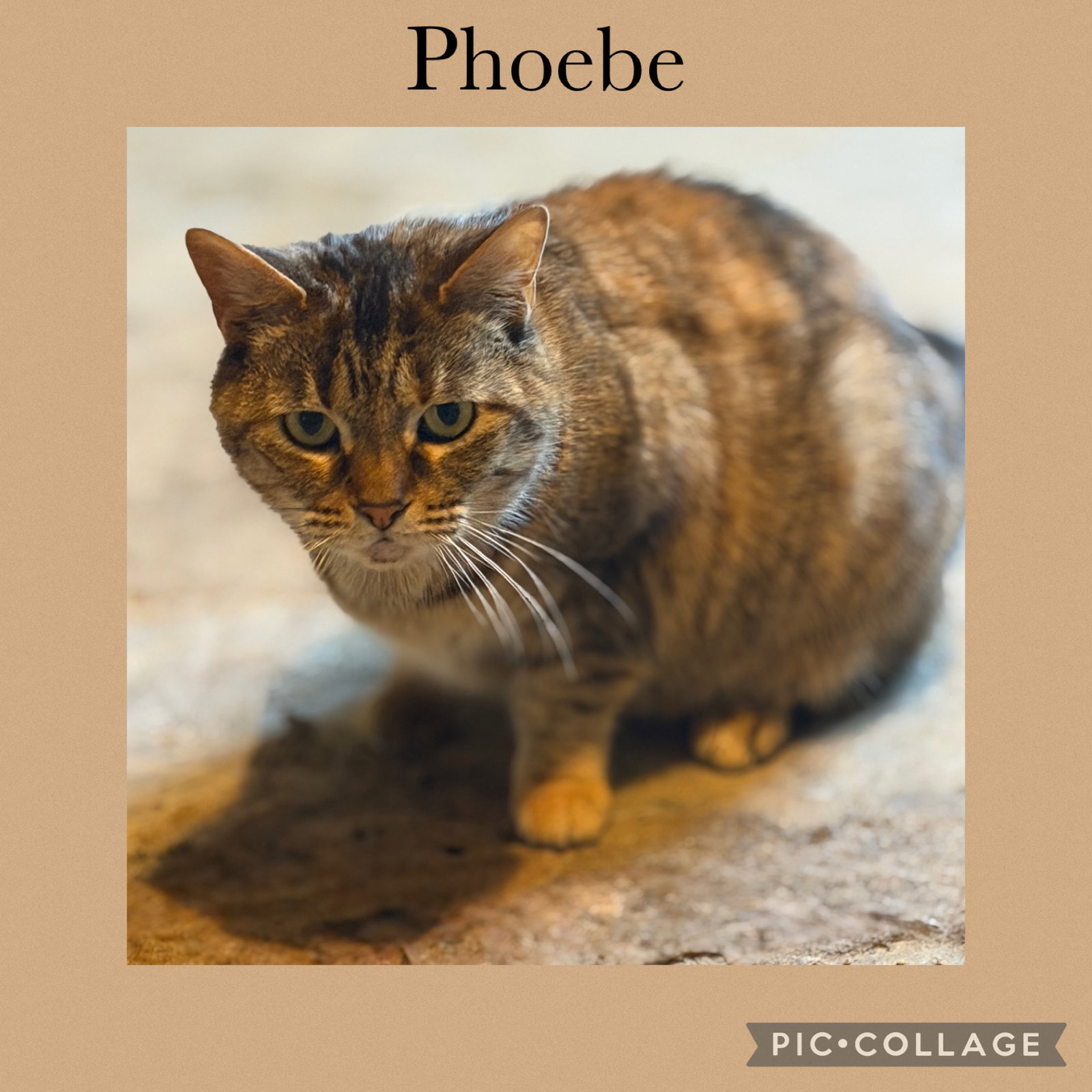 Phoebe Image