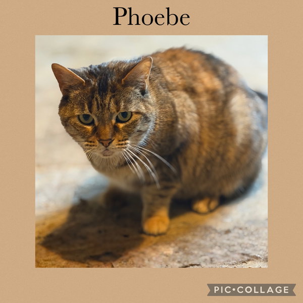 Phoebe
