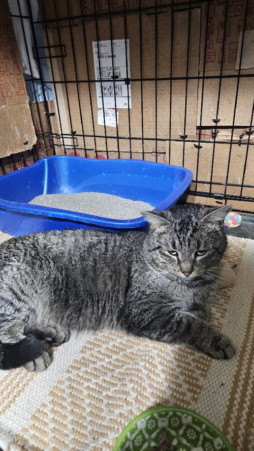picture of the cat needing adoption