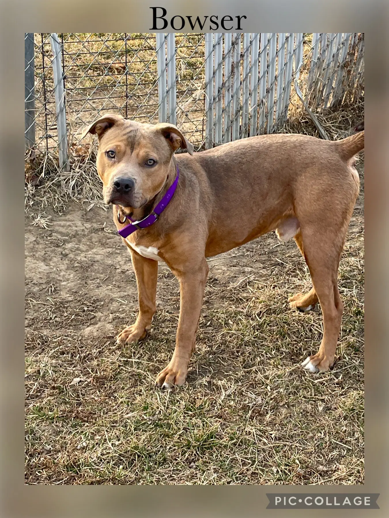 Bowser - American Pit Bull Terrier