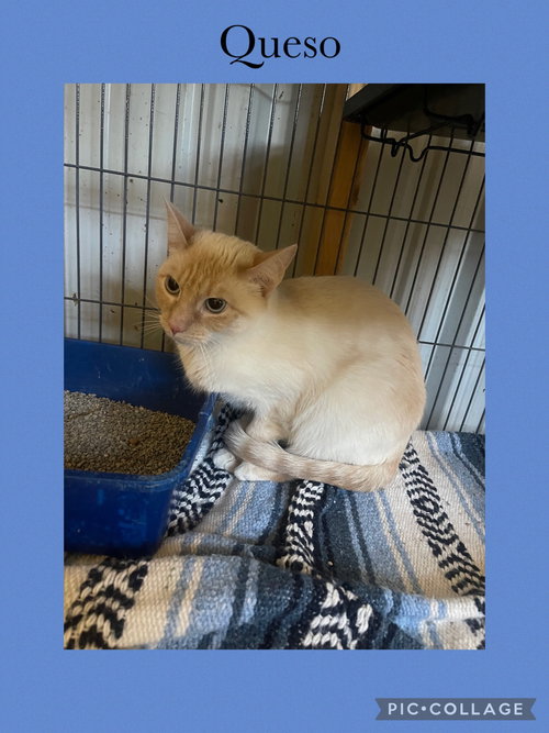 picture of the cat needing adoption