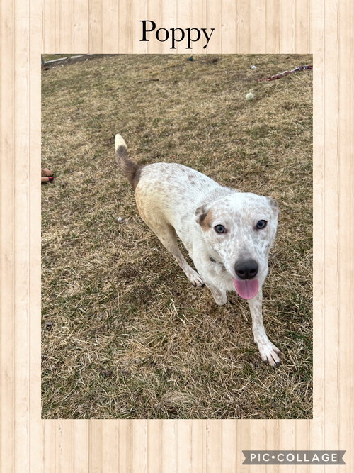 Poppy, an adoptable Red Heeler in Kewanee, IL