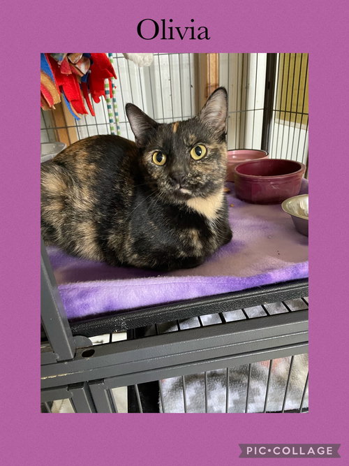 picture of the cat needing adoption
