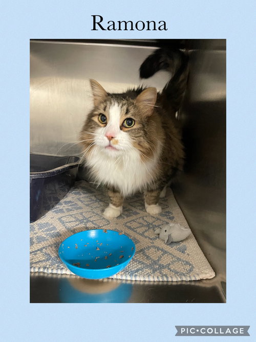 picture of the cat needing adoption