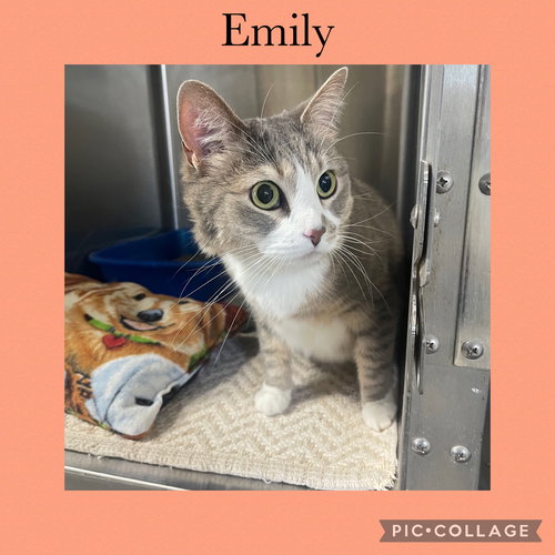 Emily, an adoptable Domestic Short Hair in Kewanee, IL
