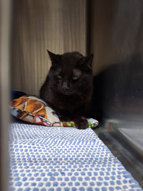 Slate, an adoptable Domestic Short Hair in Kewanee, IL