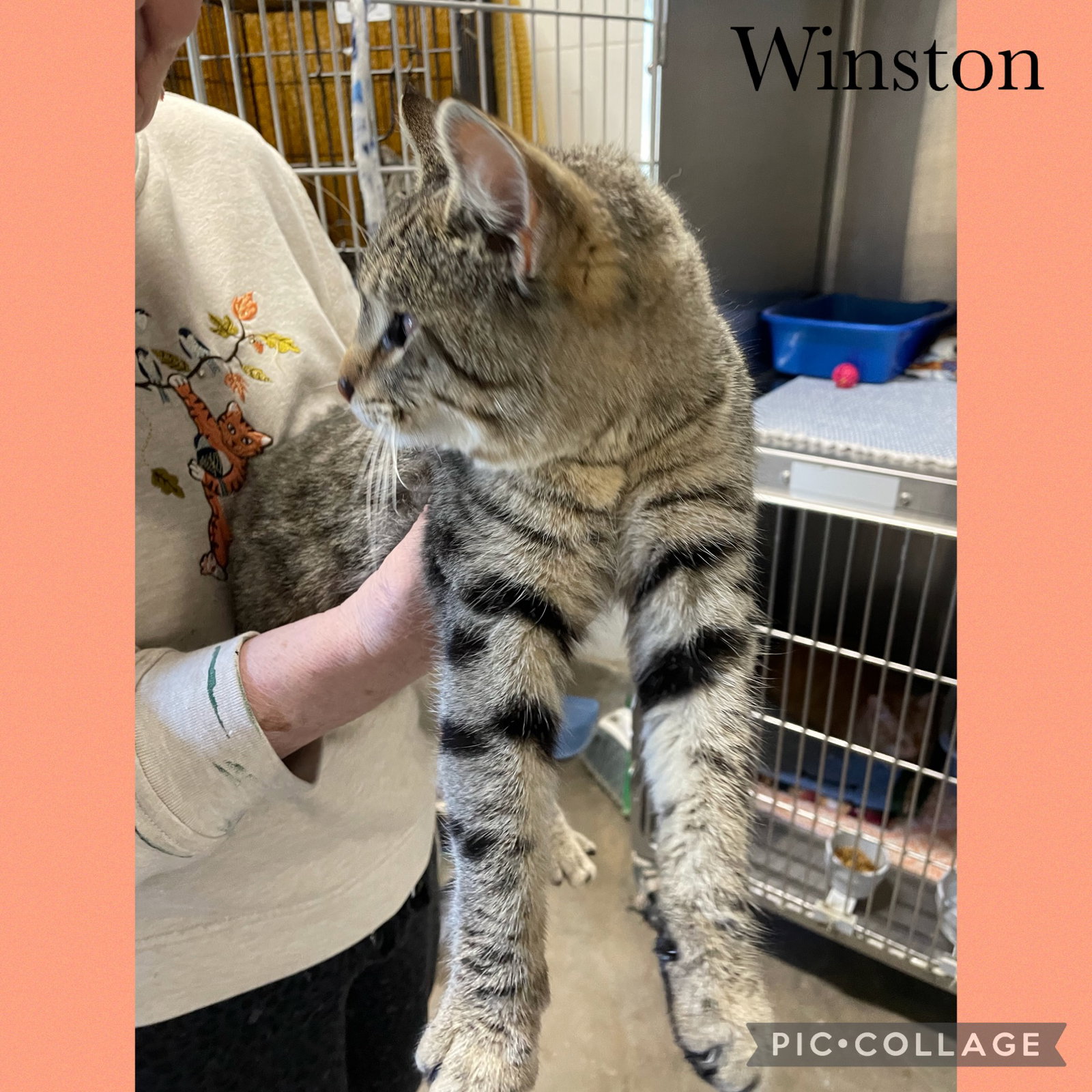 Winston Image