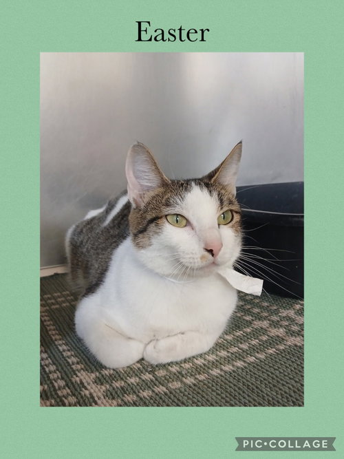 Easter, an adoptable Domestic Short Hair in Kewanee, IL
