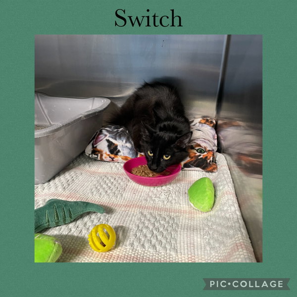 Switch