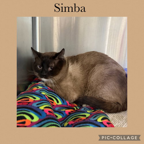 Simba, Adult Siamese / Mixed (medium coat), cat for adoption in Rock Island, Illinois