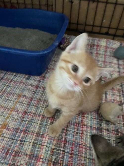 Charlene Kitten one Cheddar