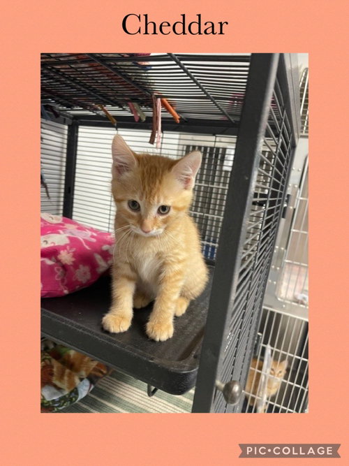 Charlene Kitten one Cheddar, Domestic Short Hair / Mixed, cat for adoption in Kewanee, Illinois