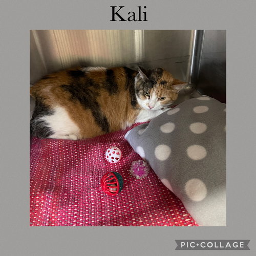 Kali, Domestic Short Hair / Mixed, cat for adoption in Rock Island, Illinois
