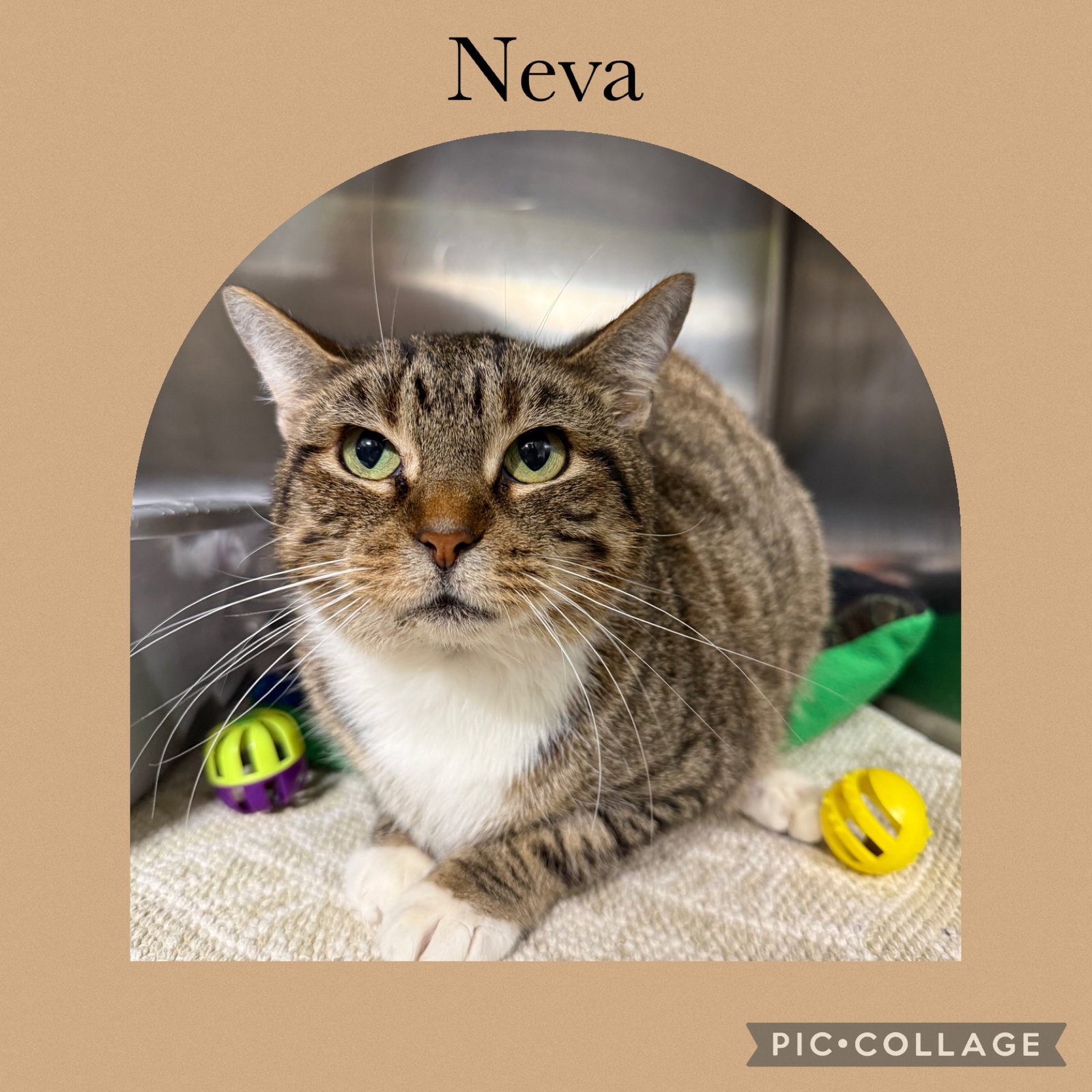 Neva