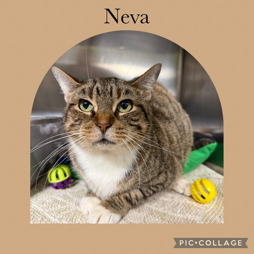 Neva, Domestic Short Hair / Mixed, cat for adoption in Rock Island, Illinois