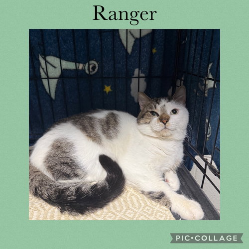 Ranger, Domestic Short Hair / Mixed, cat for adoption in Rock Island, Illinois