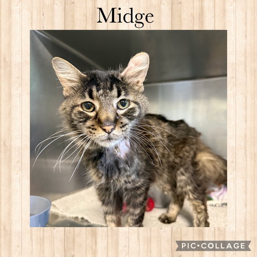 Midge, Domestic Long Hair / Mixed, cat for adoption in Kewanee, Illinois