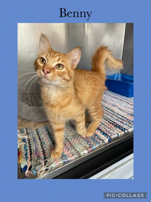 Benny, Domestic Medium Hair / Mixed, cat for adoption in Kewanee, Illinois