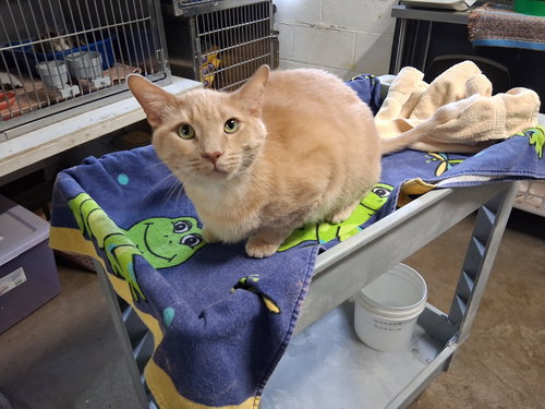 Baxter, Senior Domestic Medium Hair / Mixed (medium coat), cat for adoption in Kewanee, Illinois
