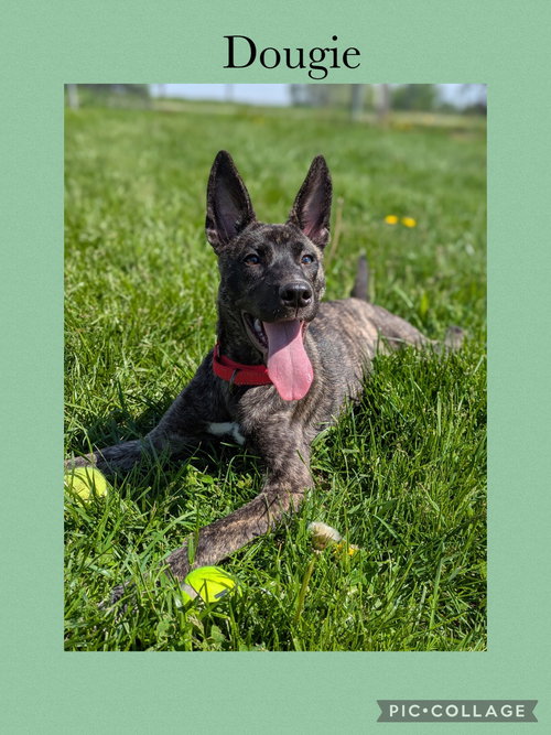 Dougie, an adoptable American Pit Bull Terrier in Kewanee, IL