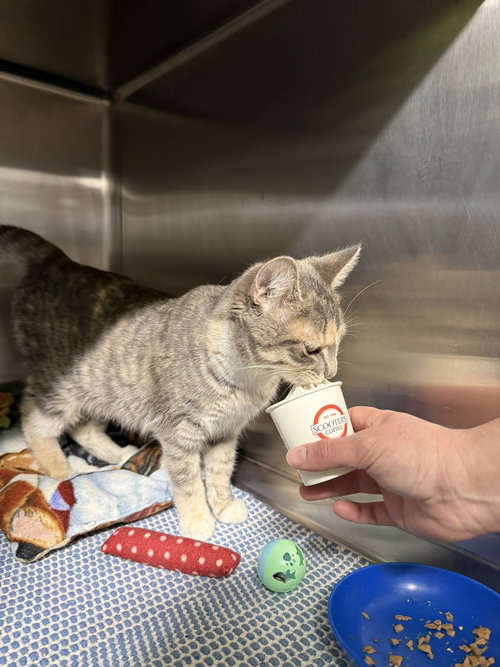Nylah, Domestic Short Hair / Mixed, cat for adoption in Kewanee, Illinois