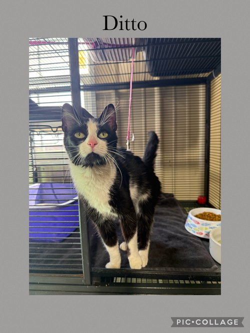 Ditto, an adoptable Domestic Short Hair in Kewanee, IL