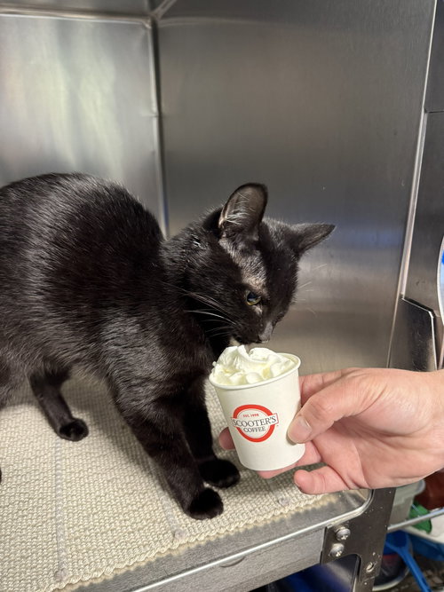 Sabrina, Domestic Short Hair / Mixed, cat for adoption in Kewanee, Illinois
