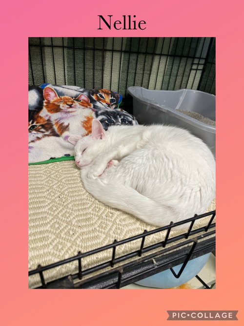 Nellie, Domestic Short Hair / Mixed, cat for adoption in Kewanee, Illinois