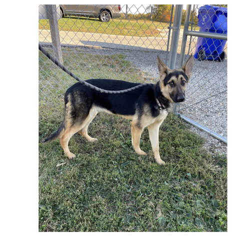 Draco now Jasper, an adoptable German Shepherd Dog in Kewanee, IL