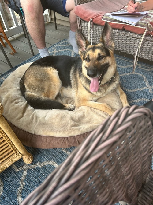 Jasper, a dog for adoption from Henry County Humane Society - Kewanee Chapter