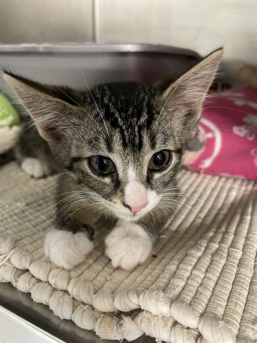 Mamba, an adoptable Domestic Short Hair in Kewanee, IL