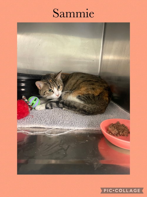 Sammie, an adoptable Domestic Short Hair in Kewanee, IL