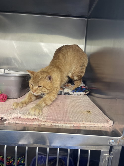 Timmie, an adoptable Domestic Short Hair in Kewanee, IL