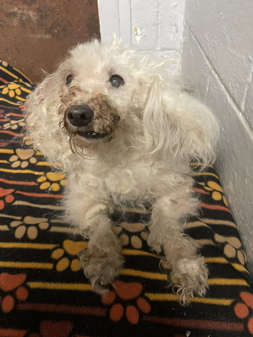 Chantilly- Tilly, an adoptable Shih Tzu in Kewanee, IL