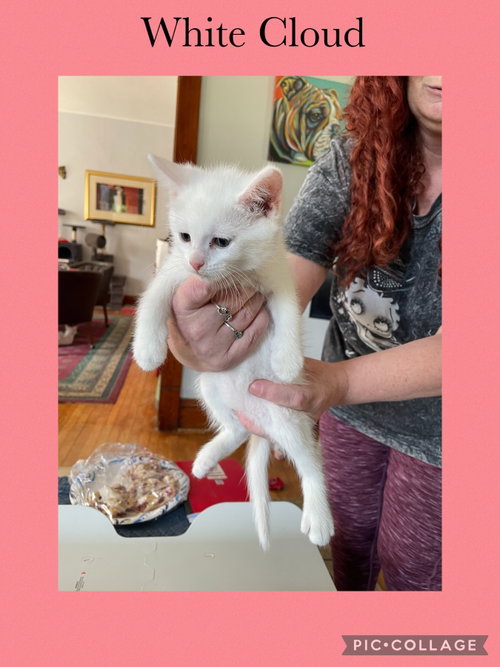 Shaylah Kitten- White Cloud