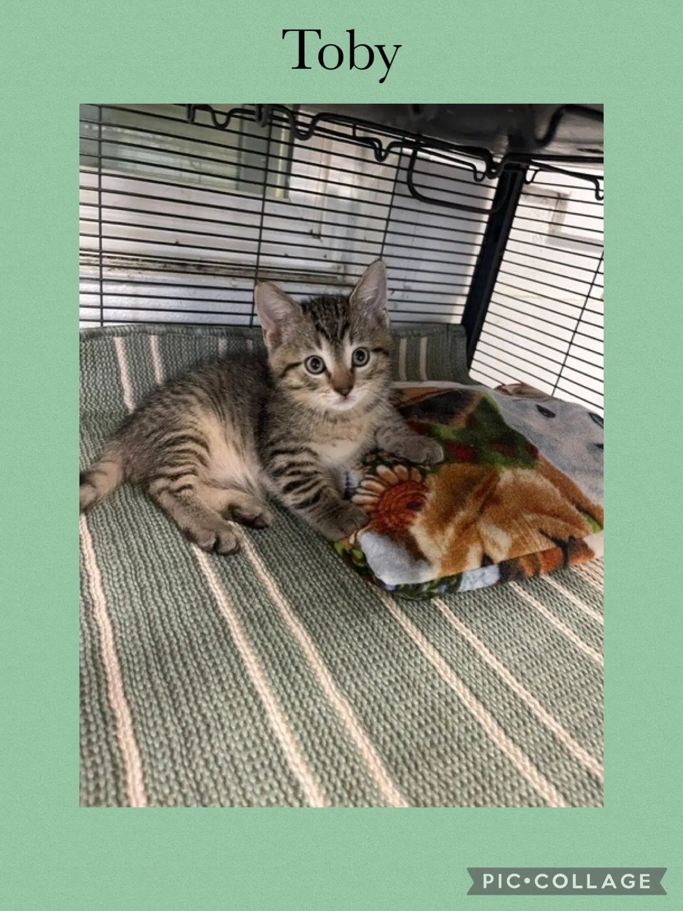 Charlene Kitten Two- Toby - Domestic Short Hair