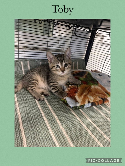 Charlene kitten two- Toby